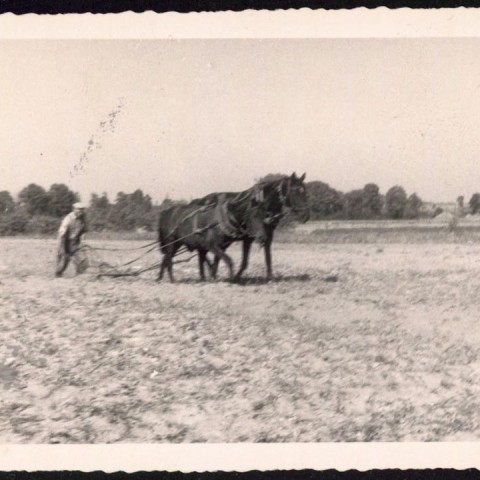 Powiększ obraz: Oranie pola pługiem konnym w okresie PRL-u